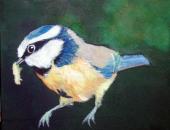 Bluetit by Debbie Newson