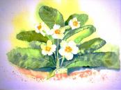 Primroses - Anne Baker