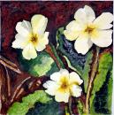 Primroses, by Ann Styles